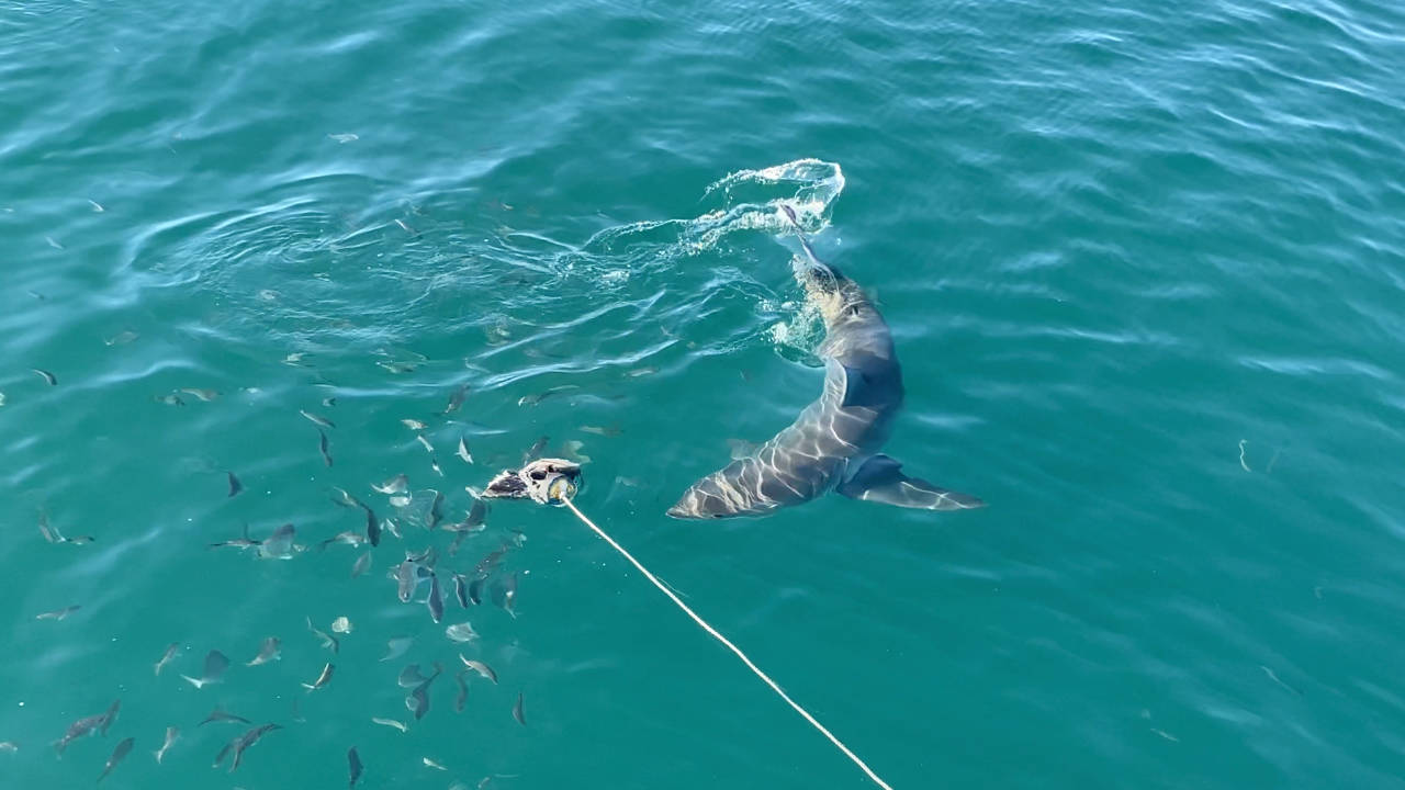 Mossel Bay Great White Shark Update What You Need to Know as of 27th