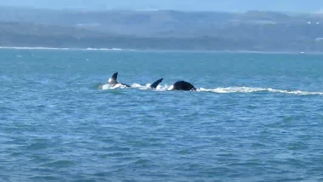 Orca Hunts Great White Shark