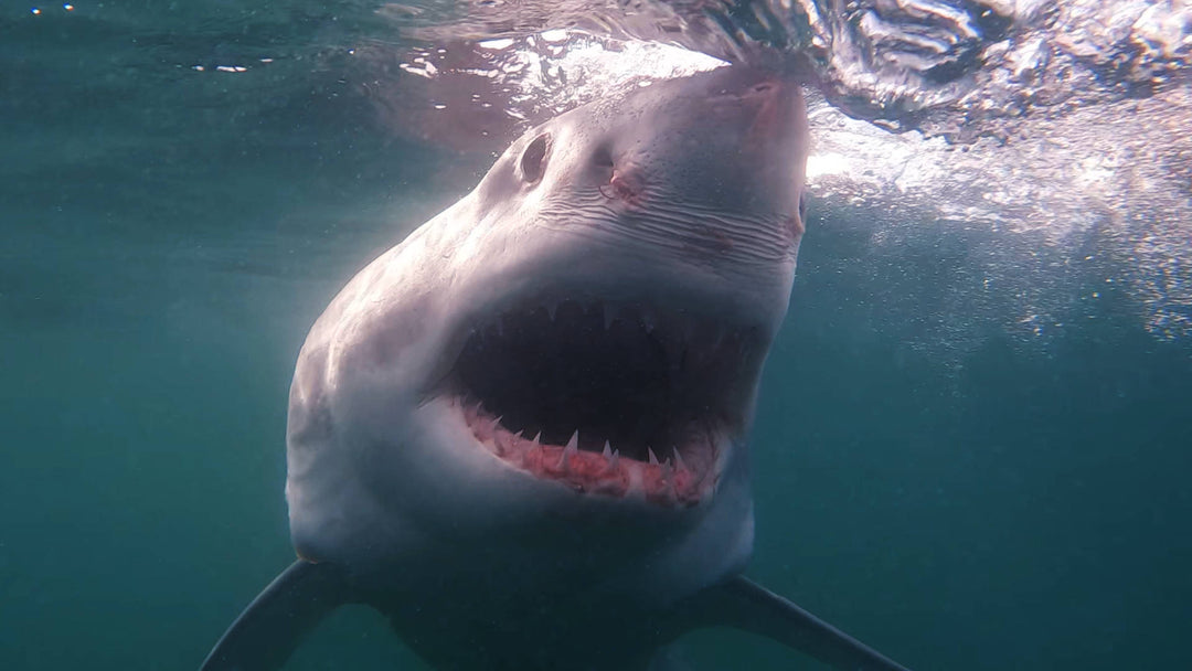 How Big Is The Biggest Great White Shark That Ever Lived?