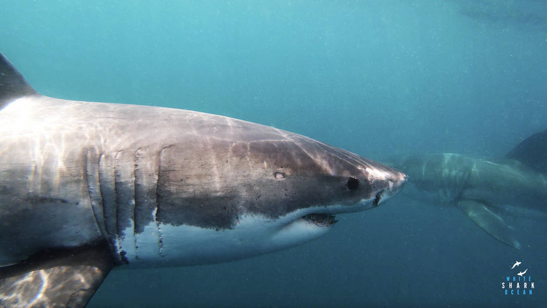 Are South Africas Great White Sharks Disappearing?