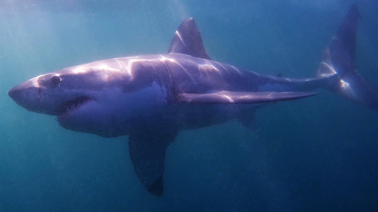 What Is A Great White Sharks Lateral Line? White Shark Ocean