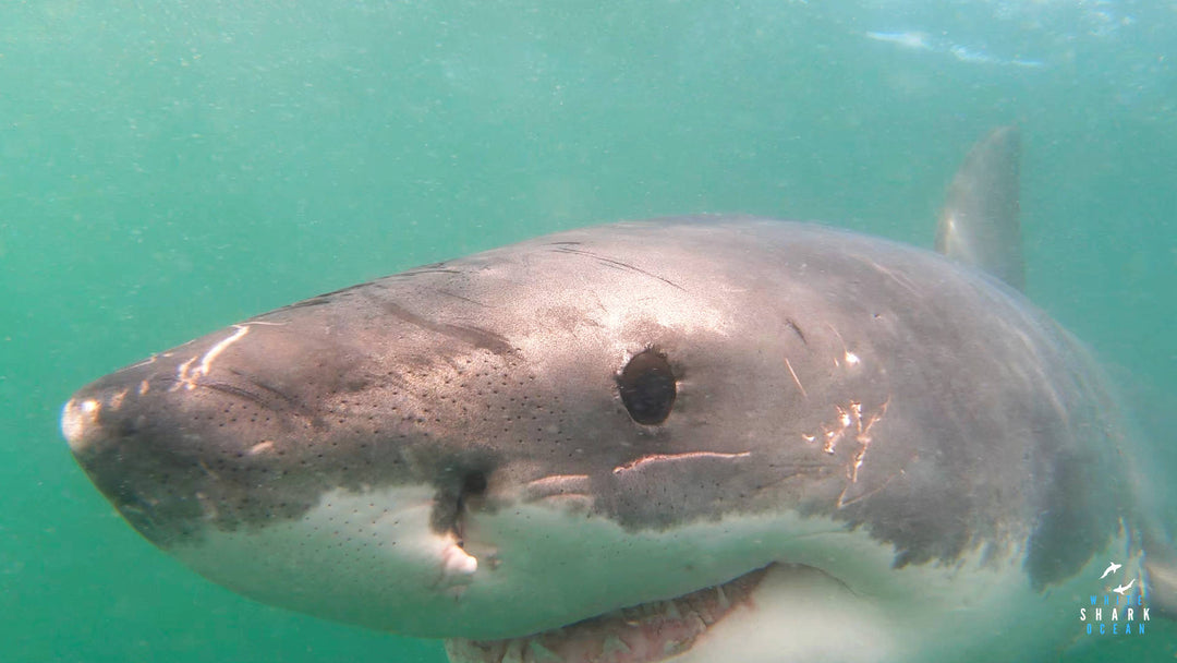 Mossel Bay Great White Shark Update 02/09/2023