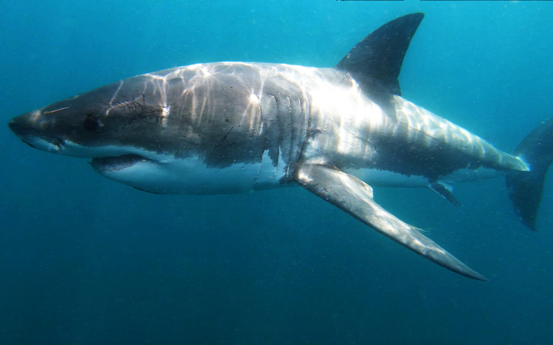 Can Great White Sharks Stop Swimming