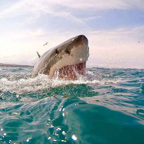 Fergie - Great White Shark Collection, "White Shark Ocean" Great White Sharks