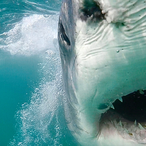 Scarlett - Great White Shark Collection "white shark ocean" Great White Sharks