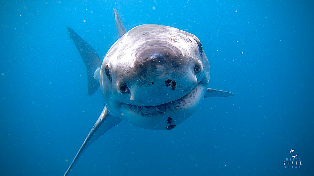 Great White Shark HAPPY FACE "White Shark Ocean"