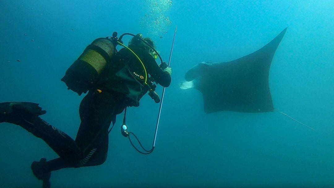MAR Expeditions Internship Program Manta Ray research Mozambique White Shark Ocean