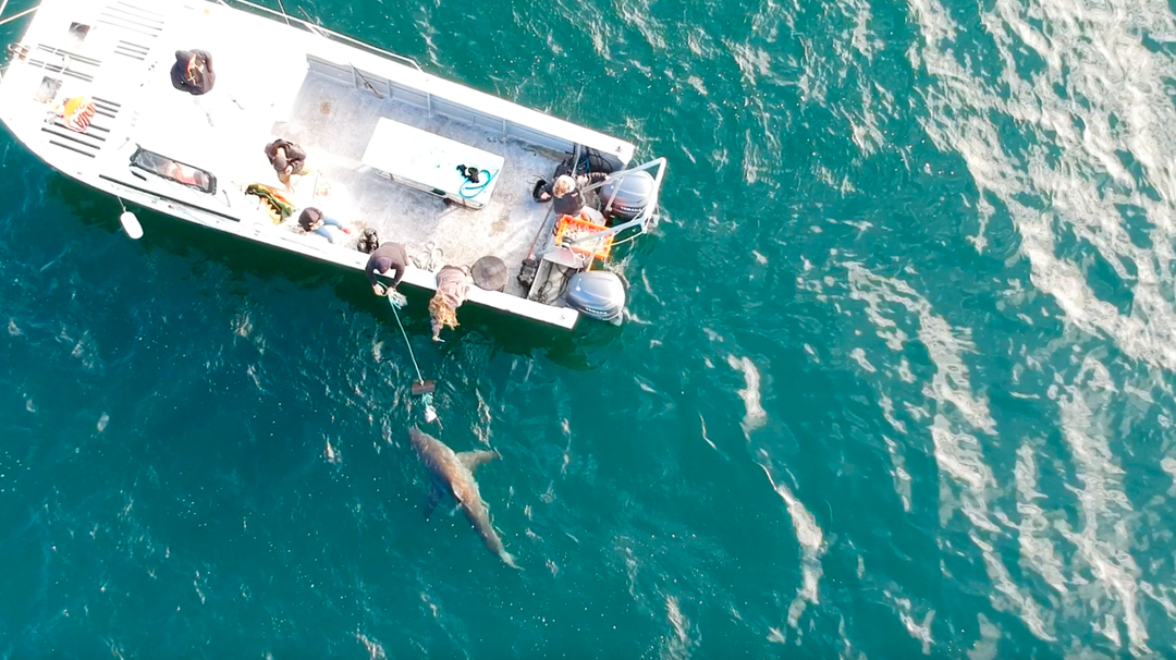 Great White Shark Program, chum trip "white shark ocean"