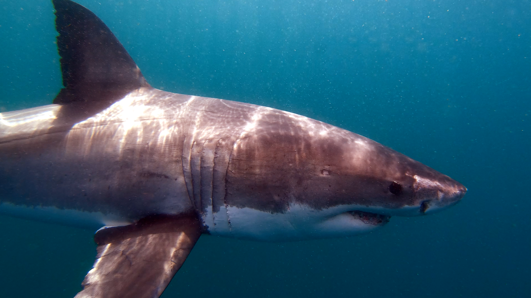 Great White Shark "White Shark Ocean"