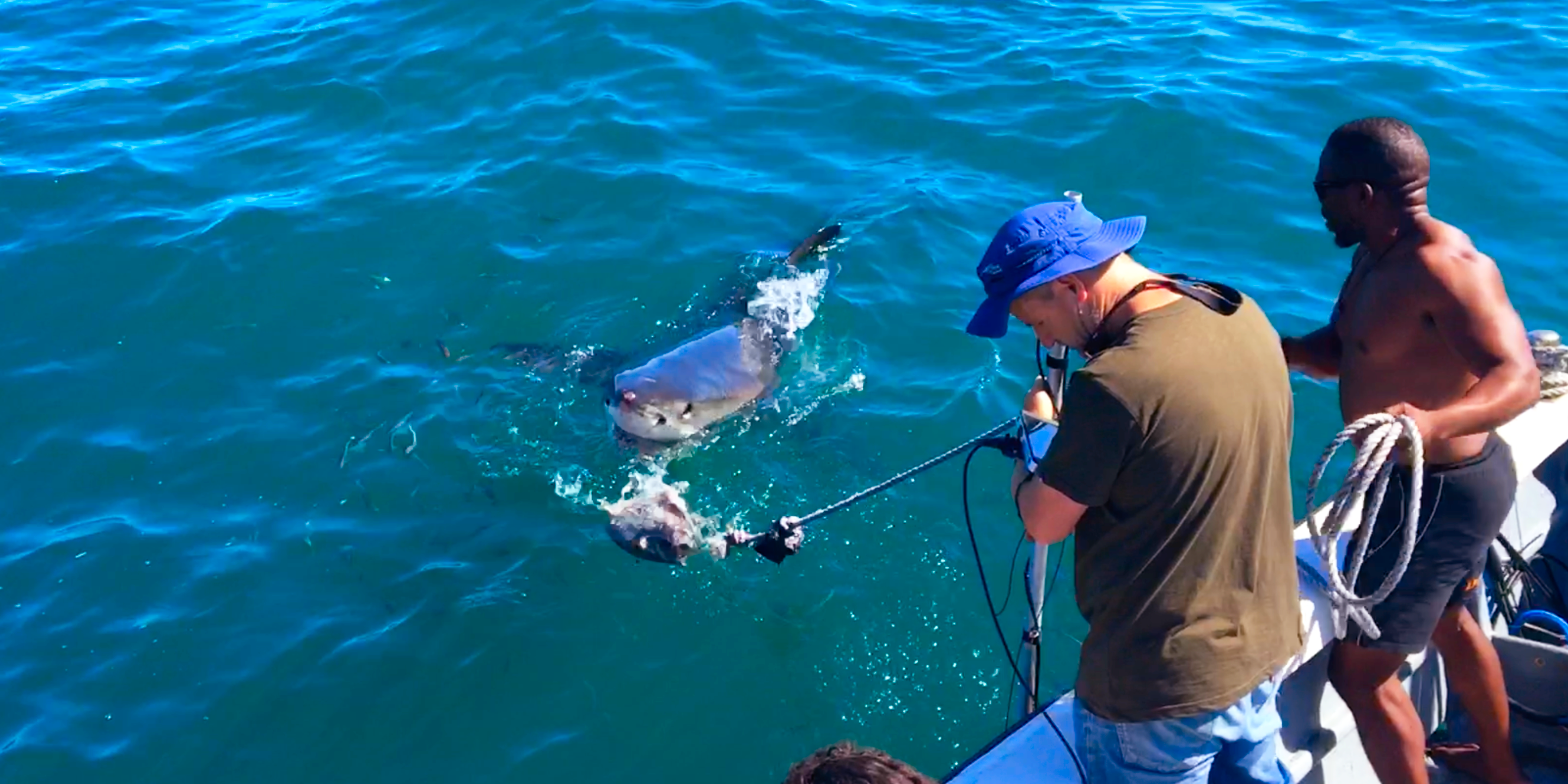 Great White Shark Program, NatGeo "white shark ocean"
