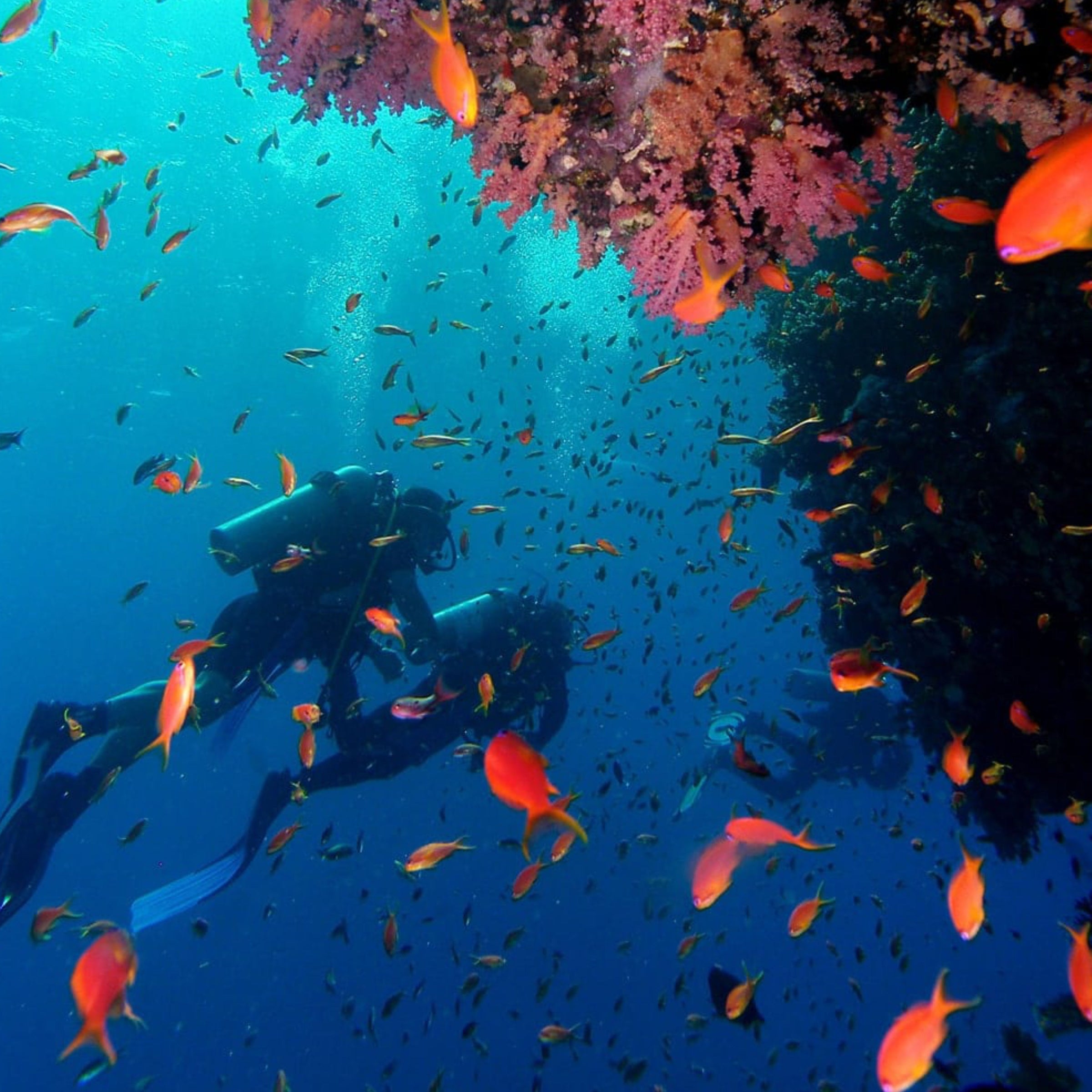 Ilha Do Fogo Scuba Diving Adventure, Mozambique, Fire Island Conservation, White Shark Ocean Expeditions