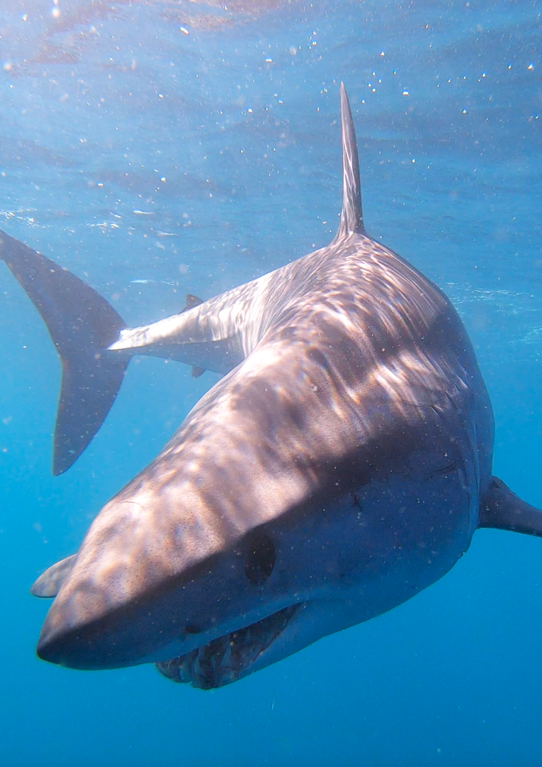 Mako Shark White Shark Ocean