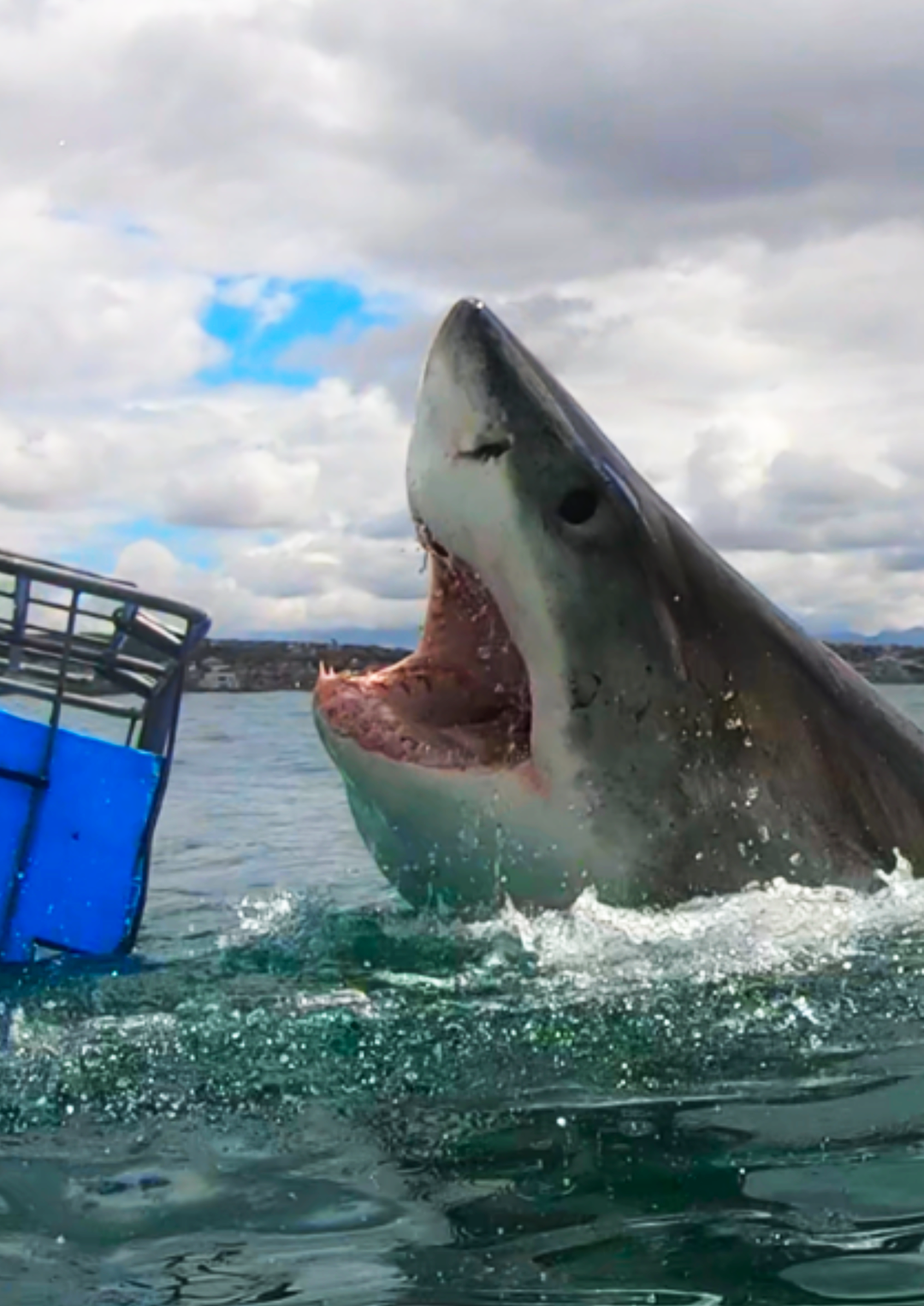 Great White Shark Program, shark breach "white shark ocean"