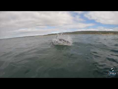 Great White Shark Clips 23/04/2023 8am Trip