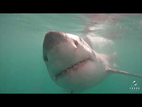 Great White Shark Clips 27/11/2023 8am Trip
