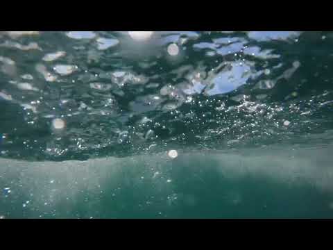 Great White Shark Clips 27/11/2023 8am Trip