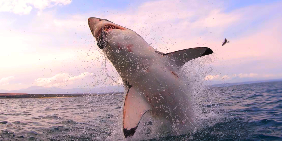 Great White Shark Program, Breaching Great White Shark "white shark ocean"