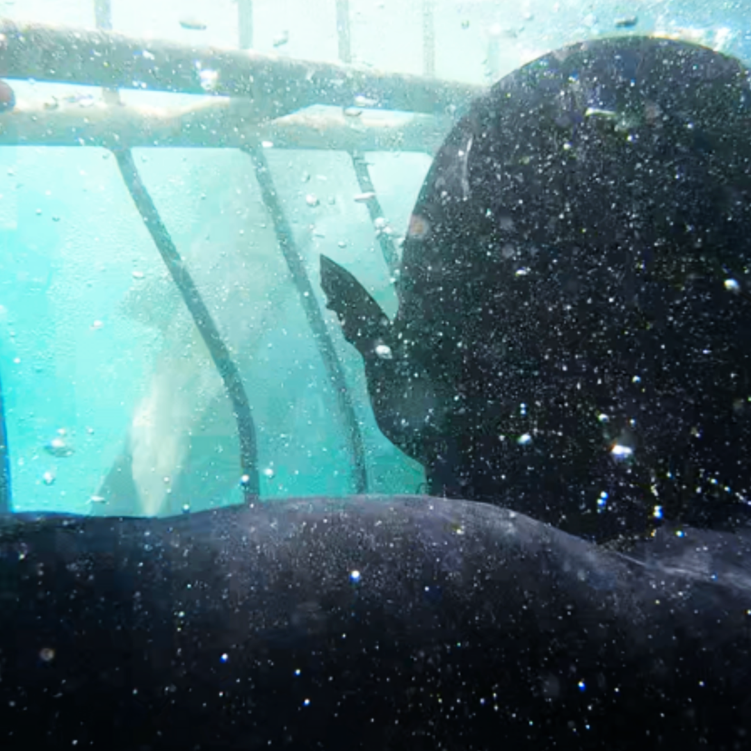 Great White Shark Program, cage diving "white shark ocean"