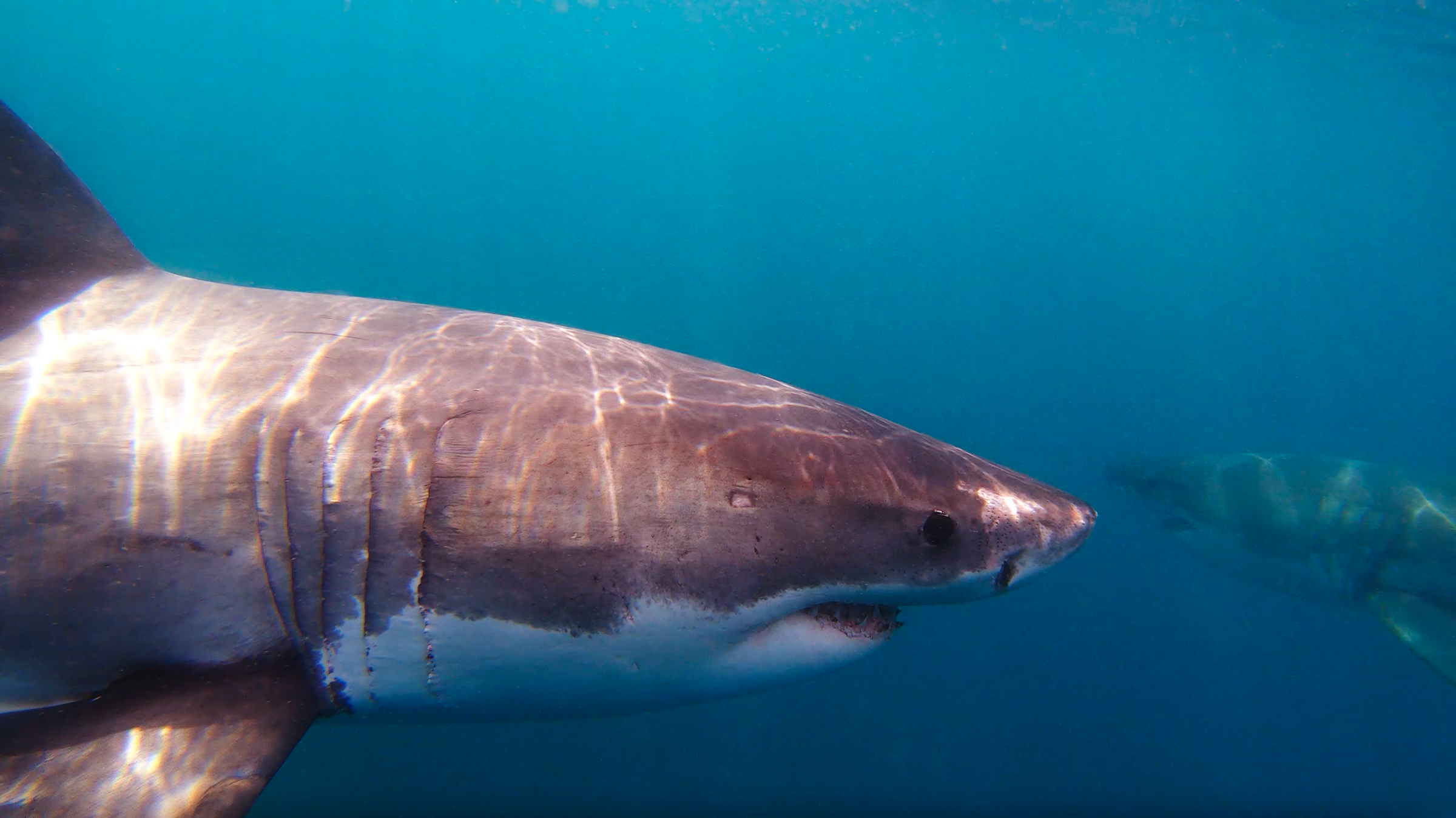 2 Great White Sharks Passing Each Other