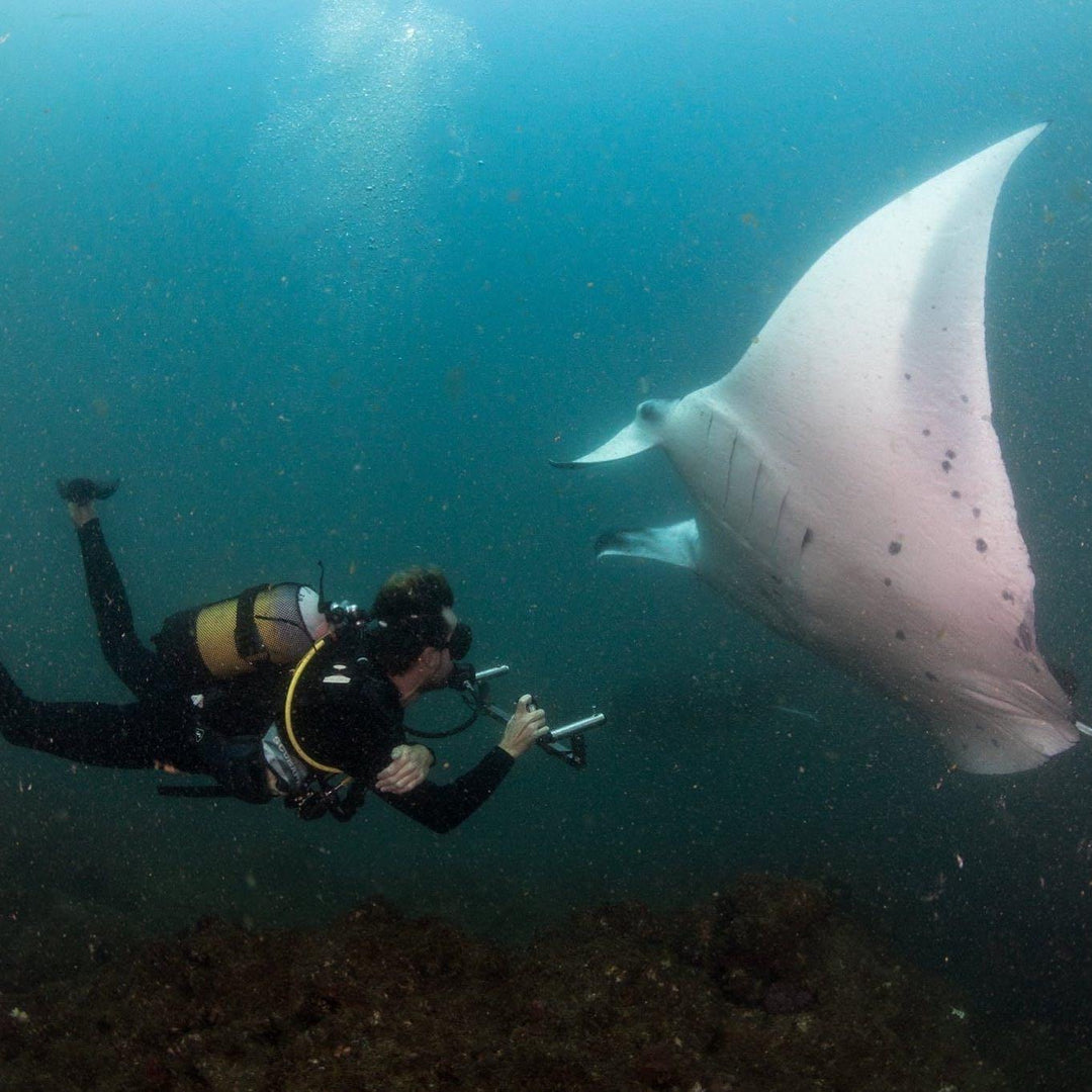 MAR Expeditions Internship Program, Marine Research, Manta Rays, Mozambique, White Shark Ocean