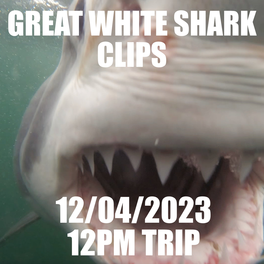 Great White Shark Clips 12/04/2023 12pm Trip