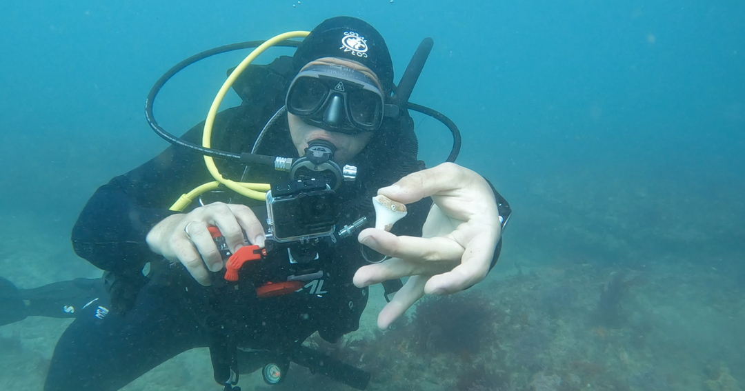 Great White Shark Teeth Dive