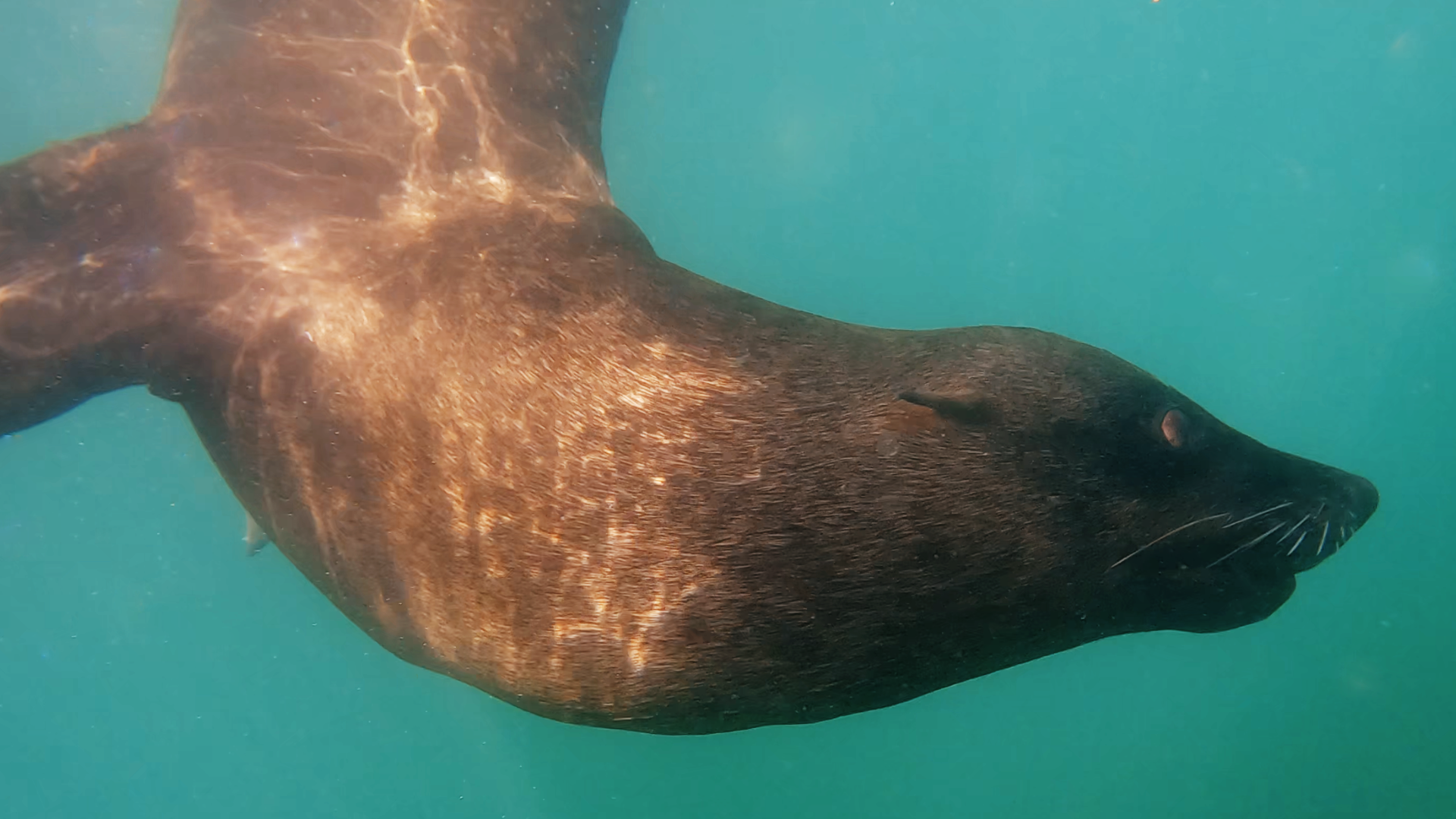 Great White Shark Update and the Rabies Outbreak in Cape Fur Seals ...