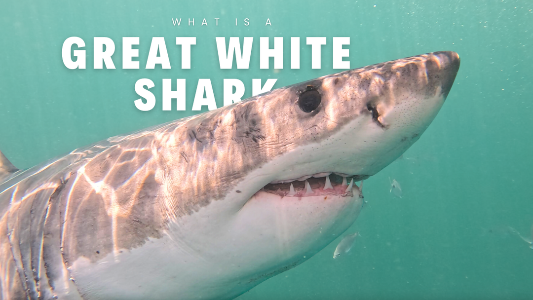 Fascinating World of Great White Sharks: Understanding These Predators