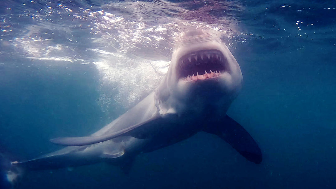 Great White Sharks give birth to live young, the pups are born fully formed and able to swim. They are about 4 to 5 feet long at birth and weigh around 60 pounds. / White Shark Ocean