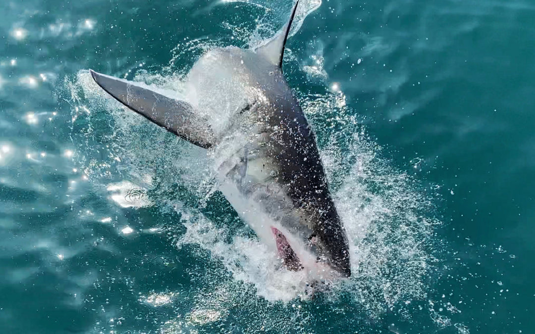 Great White Shark Breach off Mossel Bay, August 2023 | White Shark Ocean