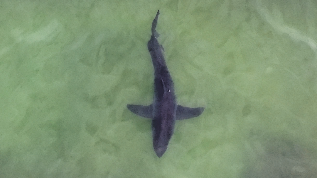 Mossel Bay Great White Shark Update 04/03/2024