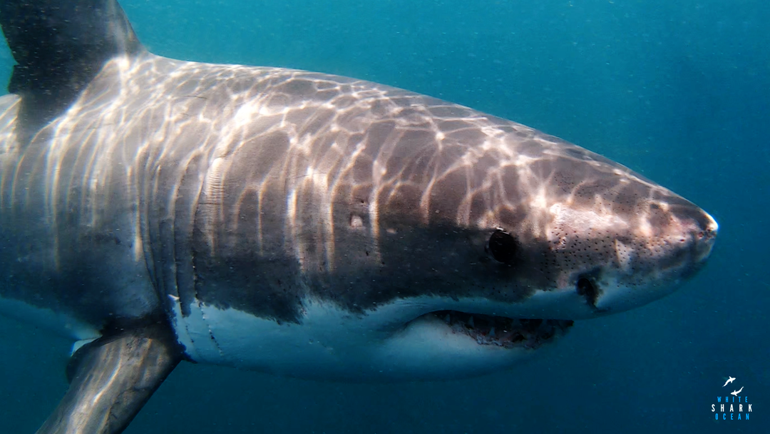 Mossel Bay Great White Shark Update 27/07/2024
