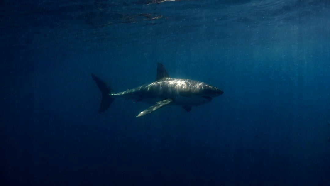 10 Interesting Facts About The Great White Shark White Shark Ocean