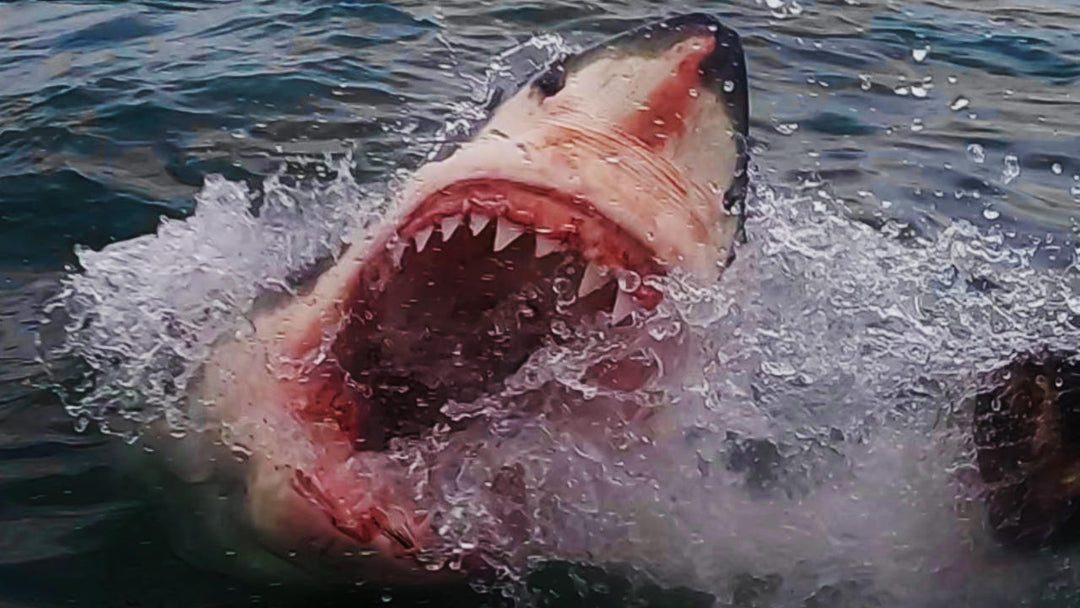 Great White Shark / Cage Diving Mossel Bay / White Shark Ocean