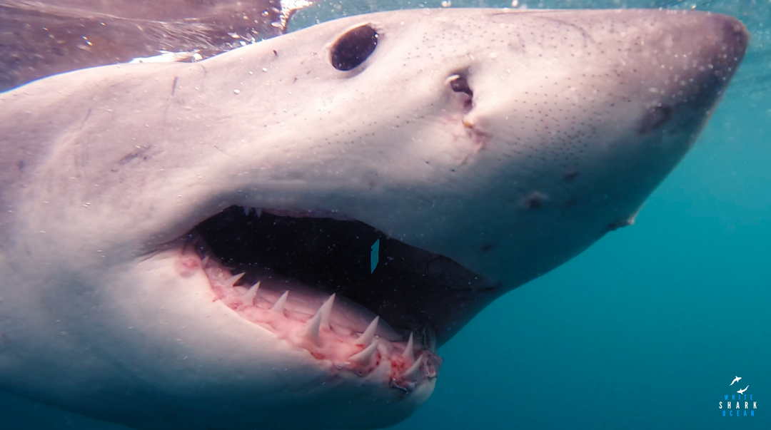 Teeth Of The Great White Shark