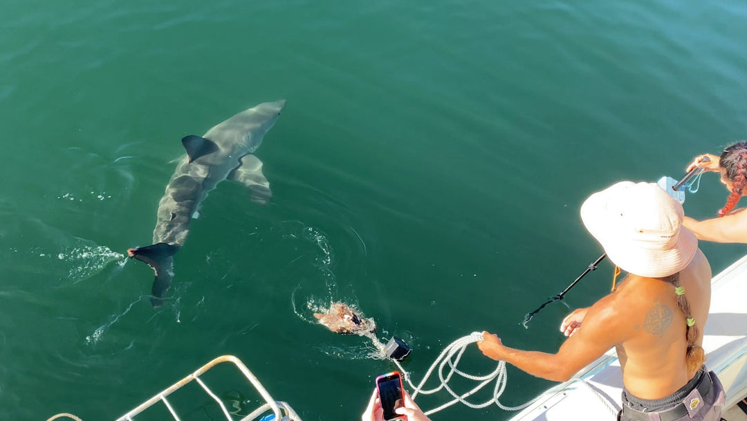 Great White Shark Update For Mossel Bay 05/03/2023 / White Shark Ocean / Shark Cage Diving