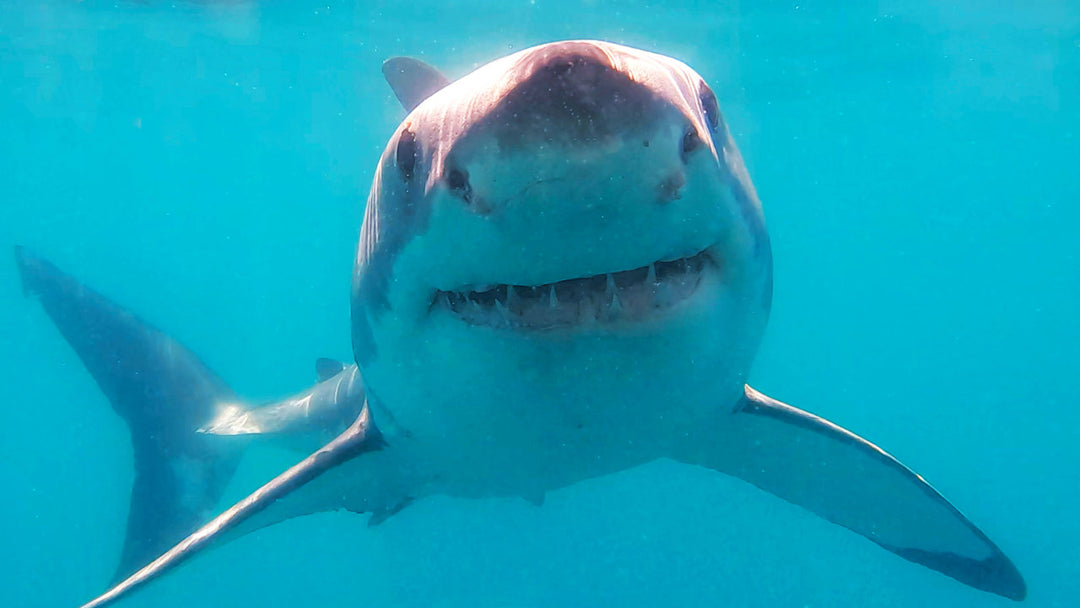 Great White Shark, Mossel Bay, South Africa, White Shark Ocean