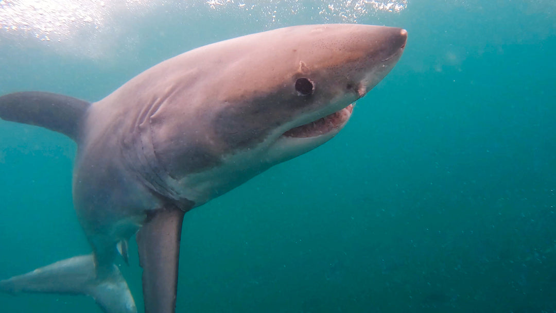 Mossel Bay Great White Shark Update 17/10/2023