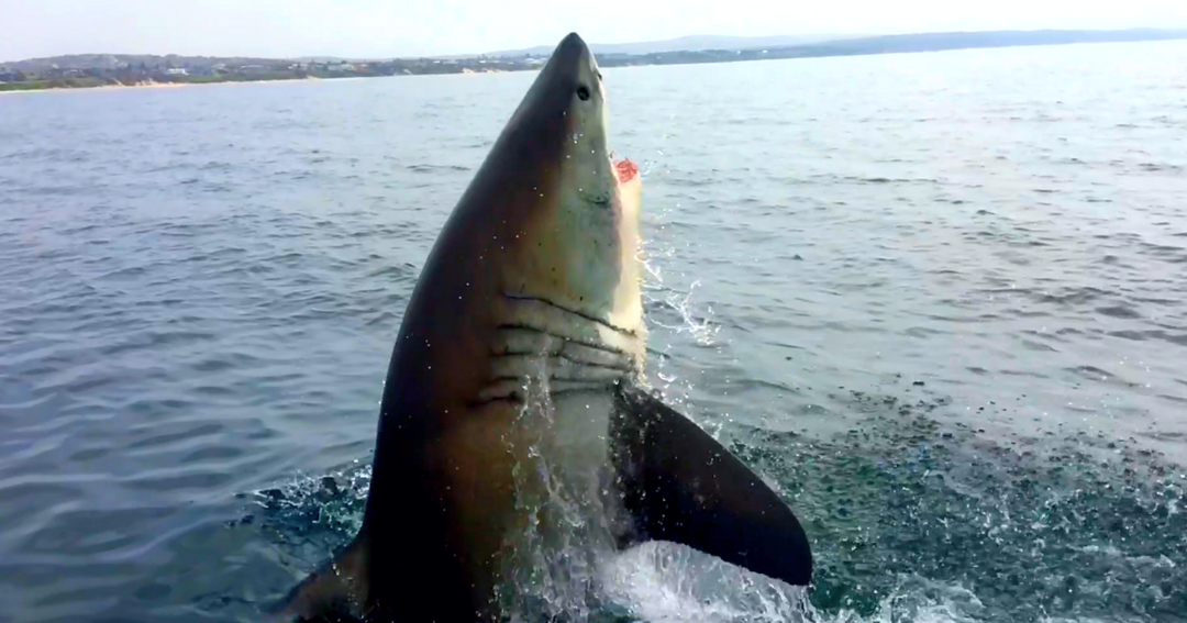 Huge Great White Shark Breach