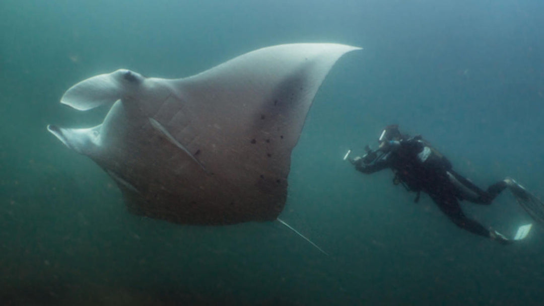 Manta Ray Research, Zavora Mozambique, MAR Expeditions, White Shark Ocean