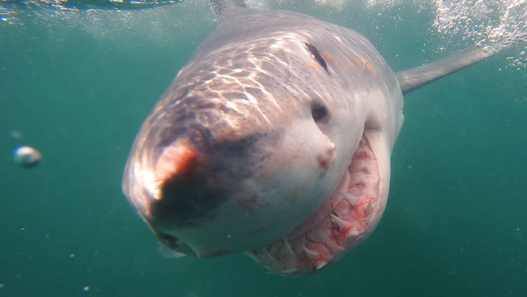 Great White Shark Activity in Mossel Bay: Update as of April 13th / White Shark Ocean
