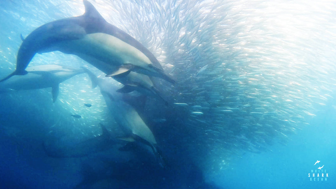 What To Expect On Sardine Run? Dolphins Herding A Baitball