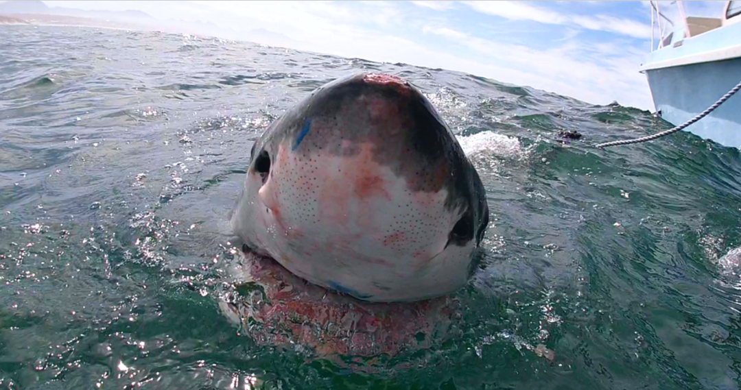 Great White Shark Prolonged Spy Hop