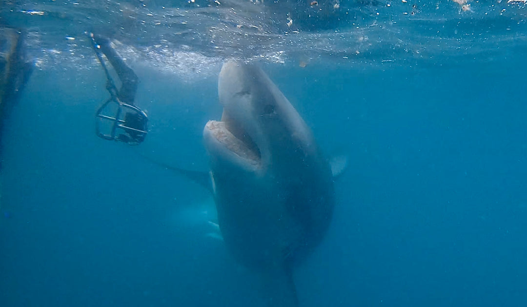Great White Shark Popping its nose up | white shark ocean