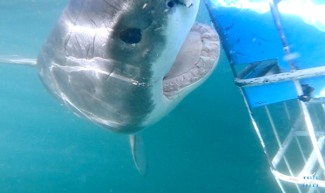 Great White Shark Bumps The Back Of The Boat | White Shark Ocean