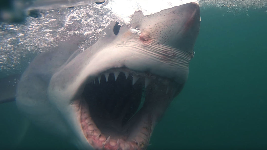 The Vital Role of Great White Sharks in the Marine Ecosystem / white shark ocean / Mossel Bay South Africa
