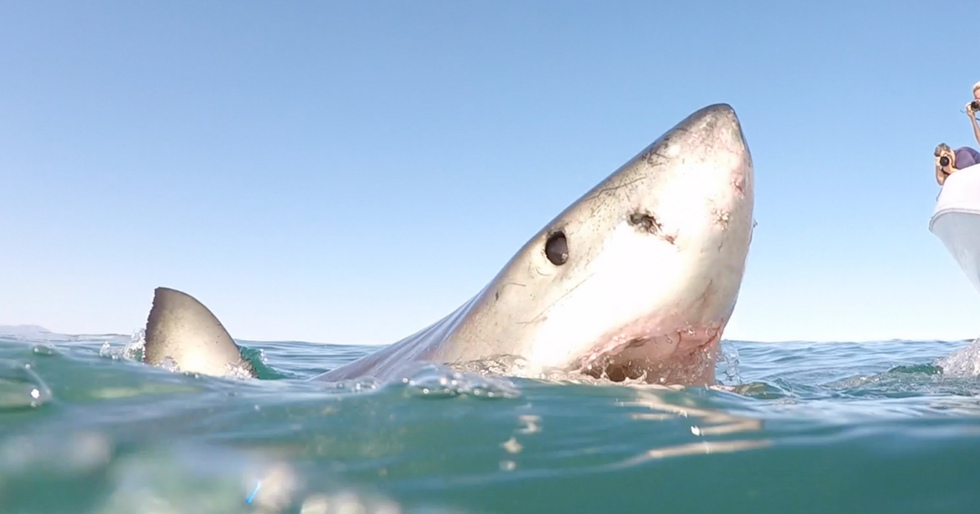 Great White Shark Spy Hopping 