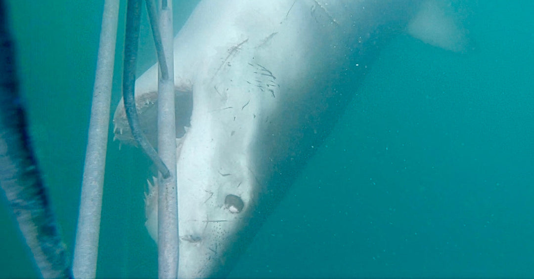 Great White Shark Investigates a Dive Cage | White Shark Ocean