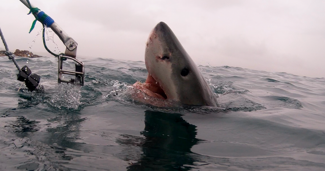 Great White Shark Spy Hopping For Camera 