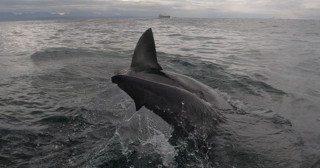 Great White Shark Dorsal | White Shark Ocean